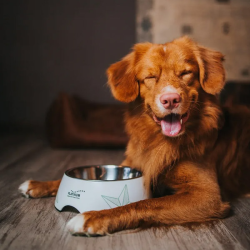 Platinum Vetactive Hypoallergenic sausas šunų maistas su Iberijos kiauliena, 1,5 kg