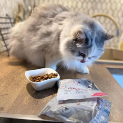 Platinum MeatCrisp sausas maistas sterilizuotoms katėms su žuvimi, 1,5 kg