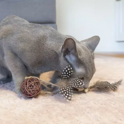 Hap trys kamuoliukai katėms, 31 cm