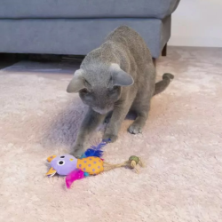 Hap pelėda žaislais katėms, 11,2 cm