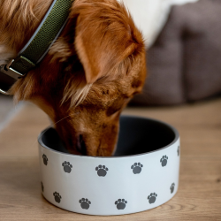 Nobby Pata keraminis dubenėlis šunims, 550 ml