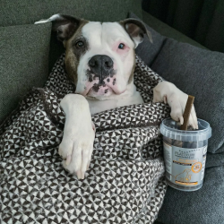 Platinum Fit-Sticks lazdelės su vištiena ir triušiena skanėstai šunims, 300 g