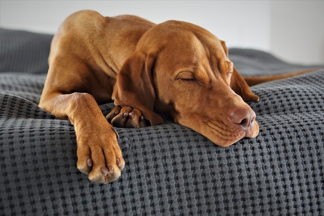 Guoliai šunims: kaip išsirinkti ir pripratinti šuniuką miegoti savo guolyje?