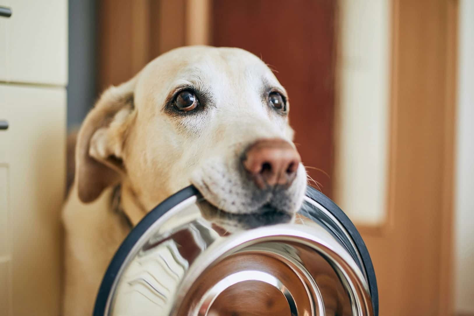 Maistas šunims: koks sausas šunų maistas geriausias?