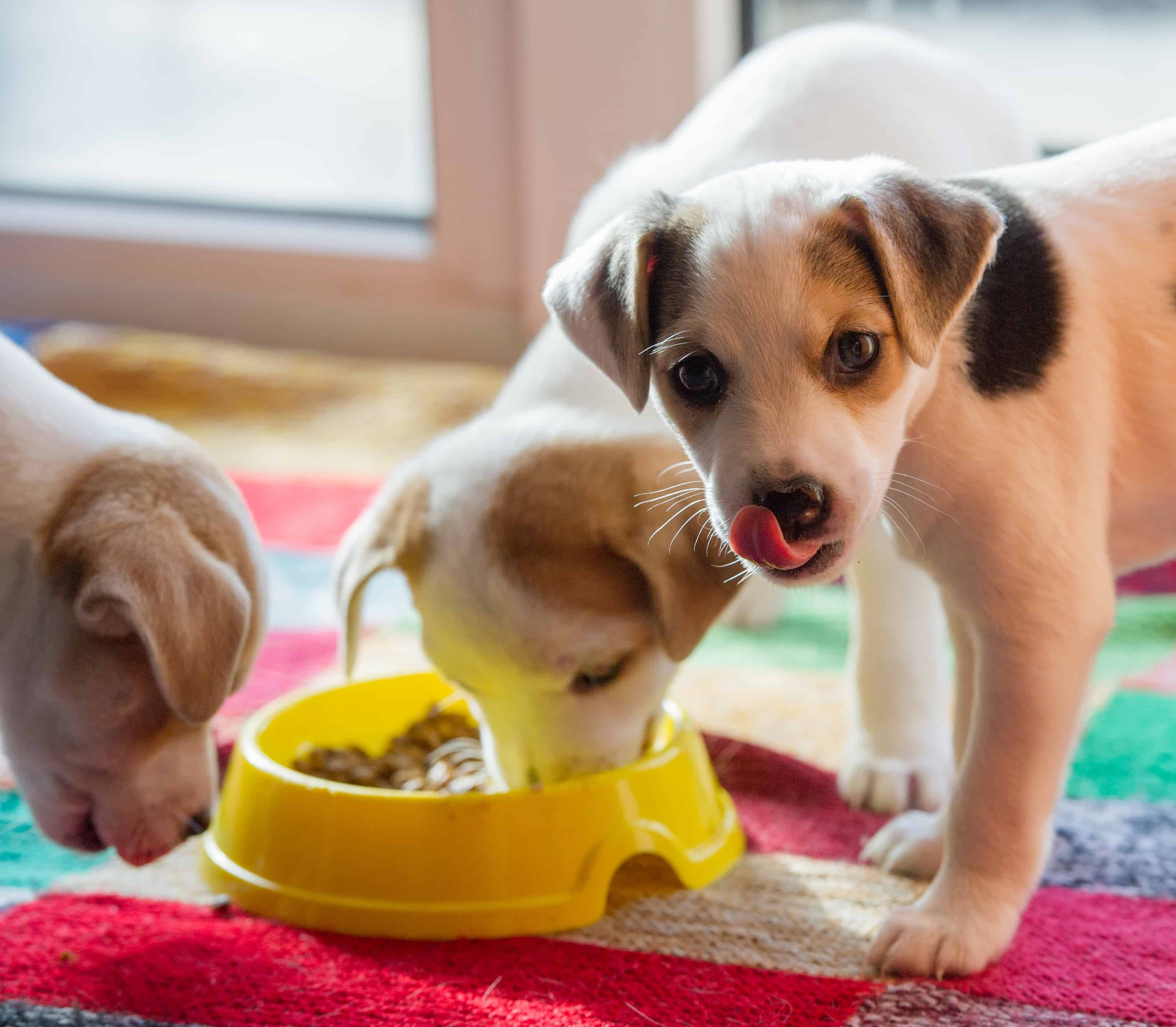 Šunų mityba: kiek maisto duoti šuniui?