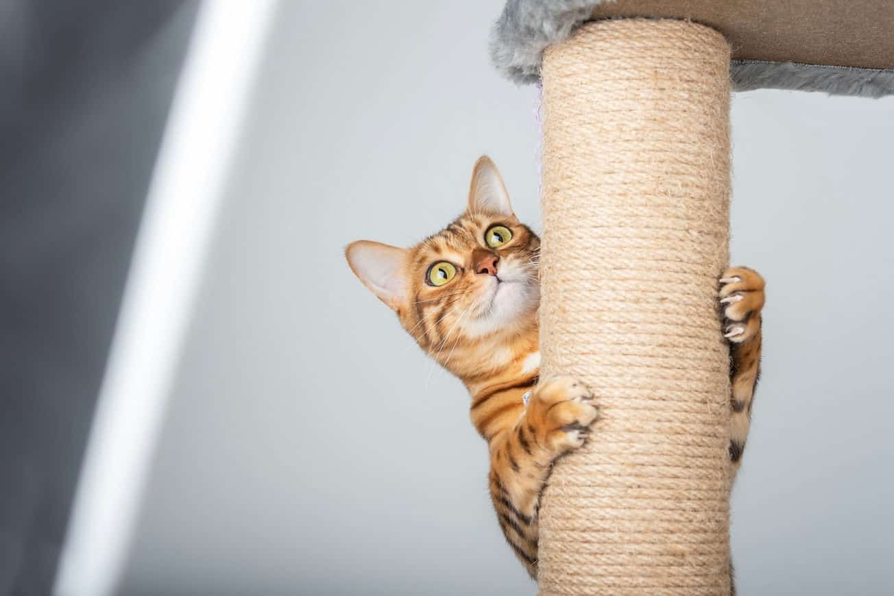 Kačių draskyklės: kaip pasirinkti draskyklę katei?